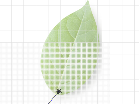 Leaf